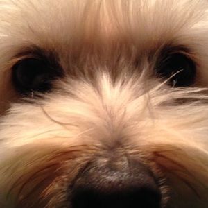 Meet your Posher, Janette